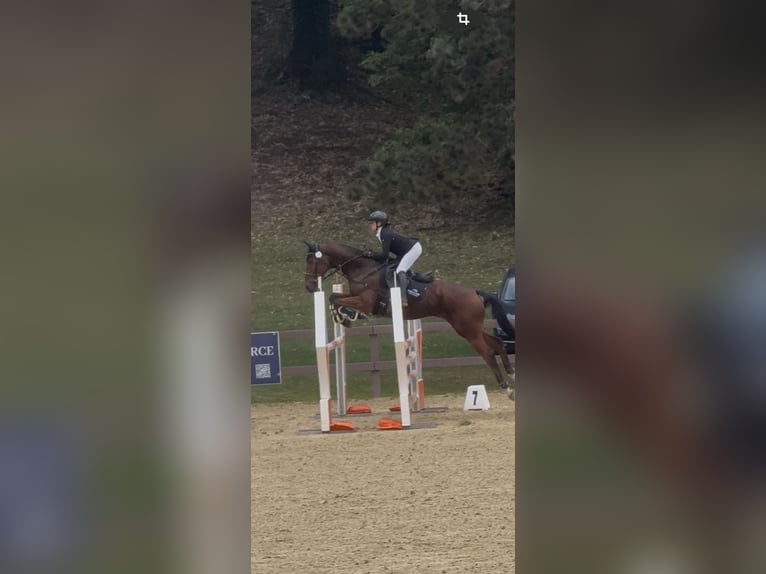 Altri purosangue Castrone 12 Anni 167 cm Baio in Fara Gera D'Adda