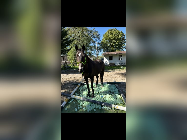 Altri purosangue Castrone 13 Anni 160 cm Baio scuro in Ballrechten-Dottingen
