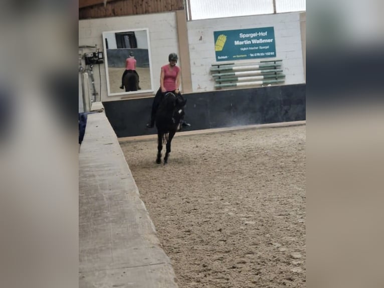 Altri purosangue Castrone 13 Anni 160 cm Baio scuro in Ballrechten-Dottingen