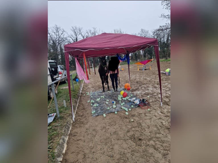 Altri purosangue Castrone 13 Anni 160 cm Baio scuro in Ballrechten-Dottingen