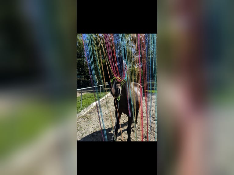 Altri purosangue Castrone 13 Anni 160 cm Baio scuro in Ballrechten-Dottingen