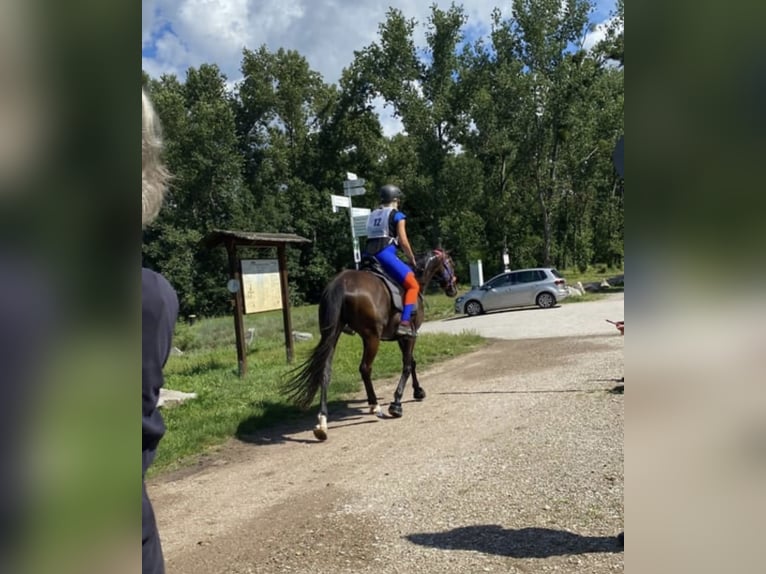 Altri purosangue Castrone 13 Anni 160 cm Baio scuro in Ballrechten-Dottingen