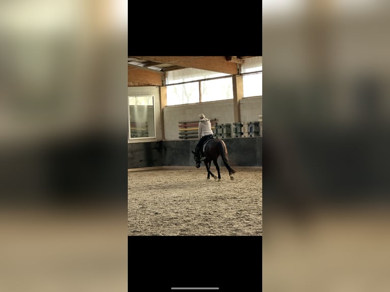 Altri purosangue Castrone 13 Anni 160 cm Baio scuro in Ballrechten-Dottingen
