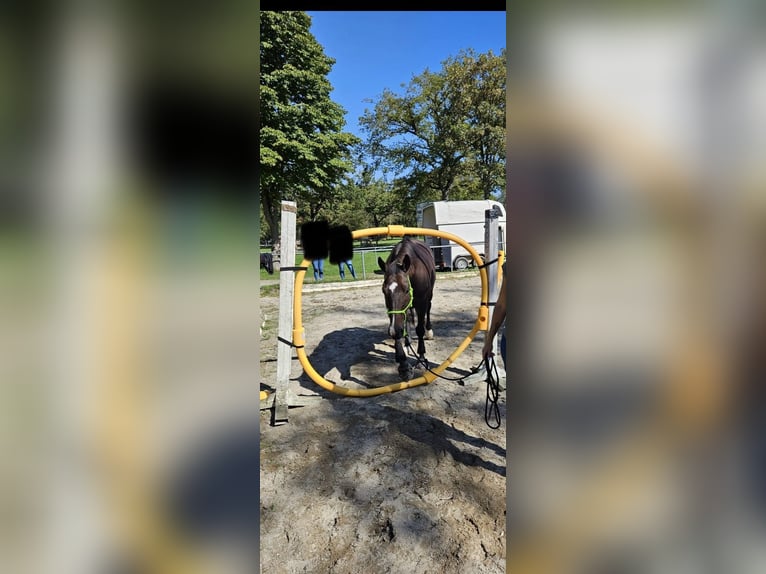 Altri purosangue Castrone 13 Anni 160 cm Baio scuro in Ballrechten-Dottingen