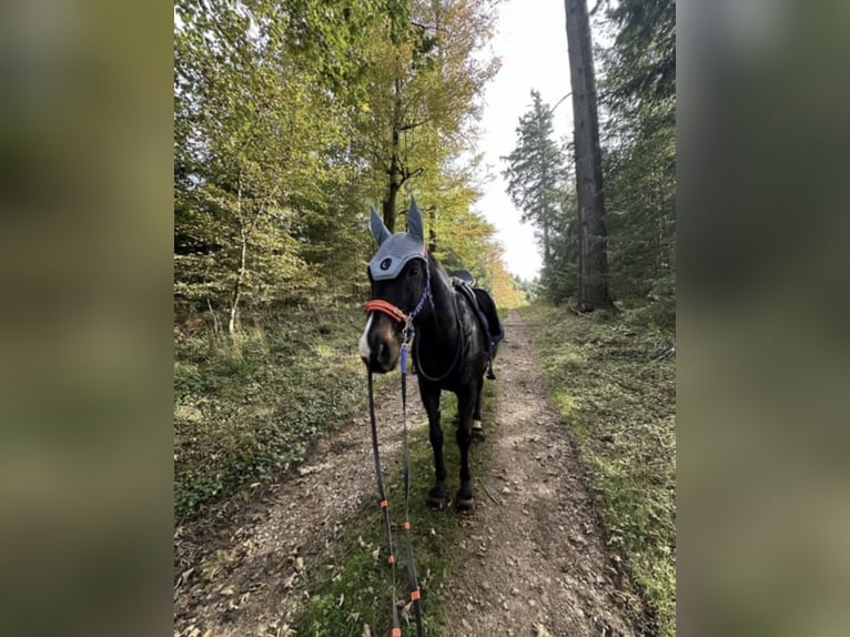 Altri purosangue Castrone 13 Anni 160 cm Baio scuro in Ballrechten-Dottingen