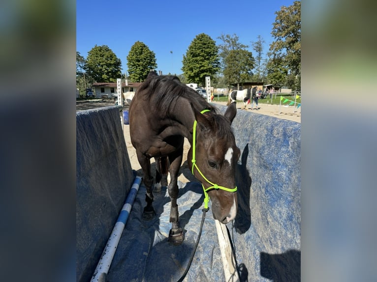 Altri purosangue Castrone 13 Anni 160 cm Baio scuro in Ballrechten-Dottingen