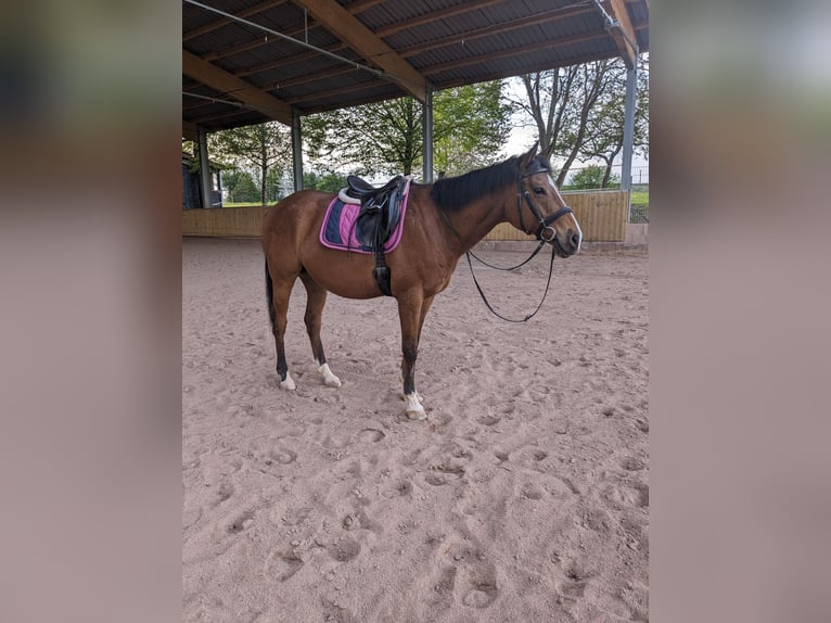 Altri purosangue Castrone 13 Anni 162 cm Baio in Erligheim