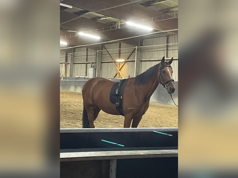 Altri purosangue Castrone 13 Anni 165 cm Baio in K&#xF6;ln