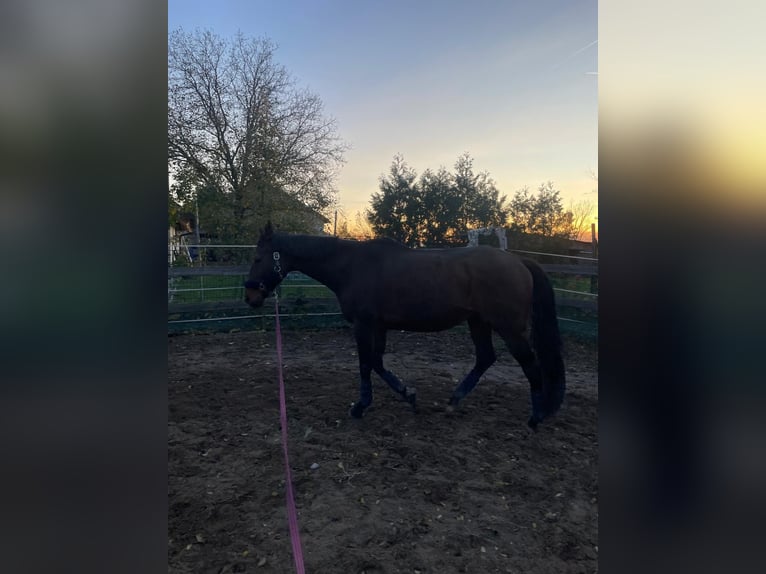 Altri purosangue Castrone 13 Anni 169 cm Baio in Willanzheim