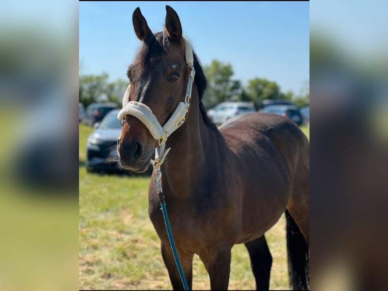 Altri purosangue Castrone 14 Anni 160 cm Baio scuro in Achberg