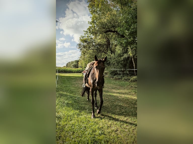 Altri purosangue Castrone 14 Anni 160 cm Baio in Ettringen