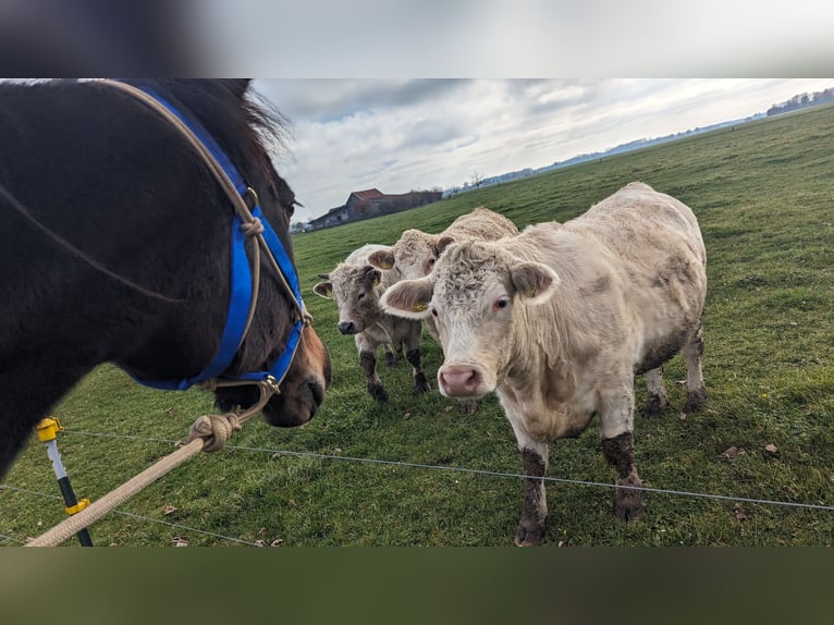 Altri purosangue Castrone 14 Anni 160 cm Baio in Ettringen