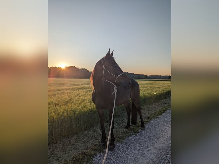 Altri purosangue Castrone 14 Anni 160 cm Baio in Ettringen