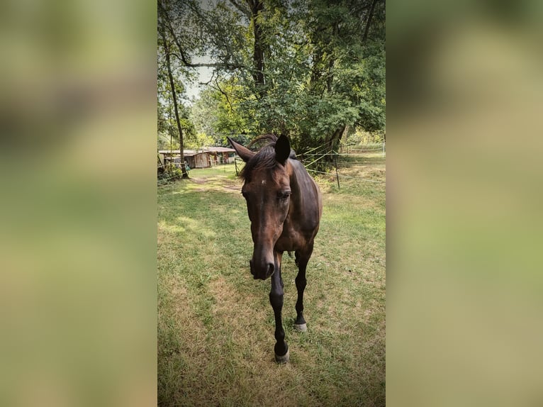 Altri purosangue Castrone 14 Anni 160 cm Baio in Ettringen