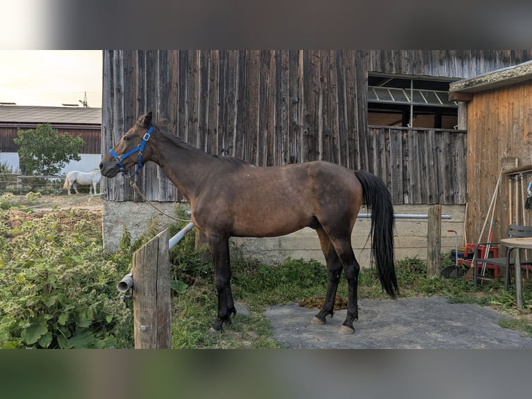 Altri purosangue Castrone 14 Anni 160 cm Baio in Ettringen