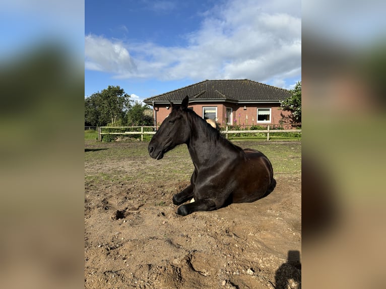 Altri purosangue Castrone 14 Anni 160 cm Morello in Reesdorf