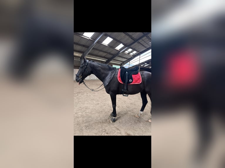 Altri purosangue Castrone 14 Anni 160 cm Morello in Reesdorf