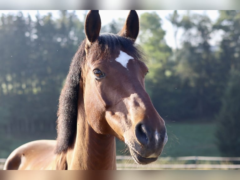 Altri purosangue Mix Castrone 14 Anni 162 cm Baio scuro in Wellendingen