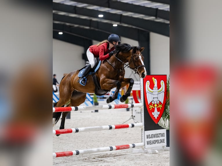 Altri purosangue Castrone 14 Anni Baio in Poznan