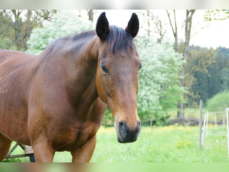 Altri purosangue Castrone 15 Anni 159 cm Baio in Utzstetten