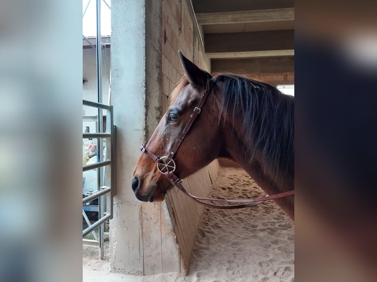 Altri purosangue Castrone 15 Anni 159 cm Baio in Utzstetten