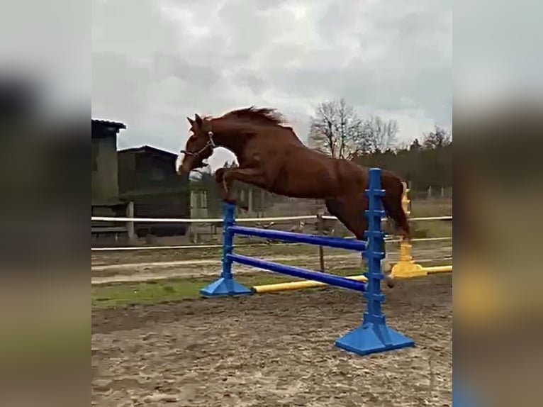 Altri purosangue Castrone 15 Anni 163 cm Sauro in Gransee