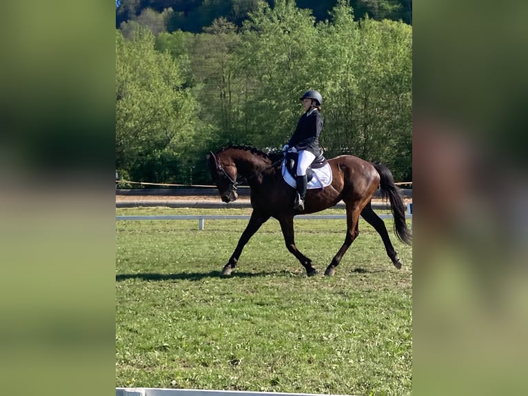 Altri purosangue Castrone 15 Anni 163 cm Sauro scuro in Gerasdorf