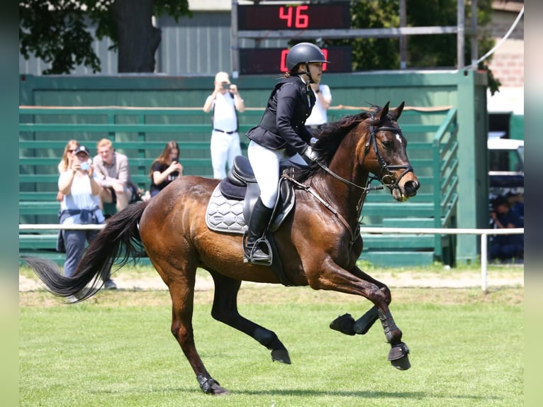 Altri purosangue Castrone 15 Anni 163 cm Sauro scuro in Gerasdorf