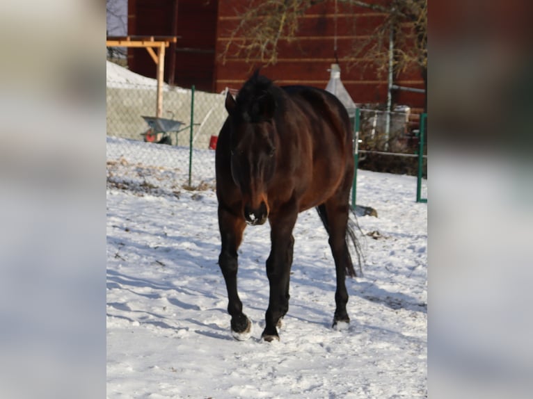 Altri purosangue Castrone 16 Anni 155 cm Baio in Auma-Weidatal