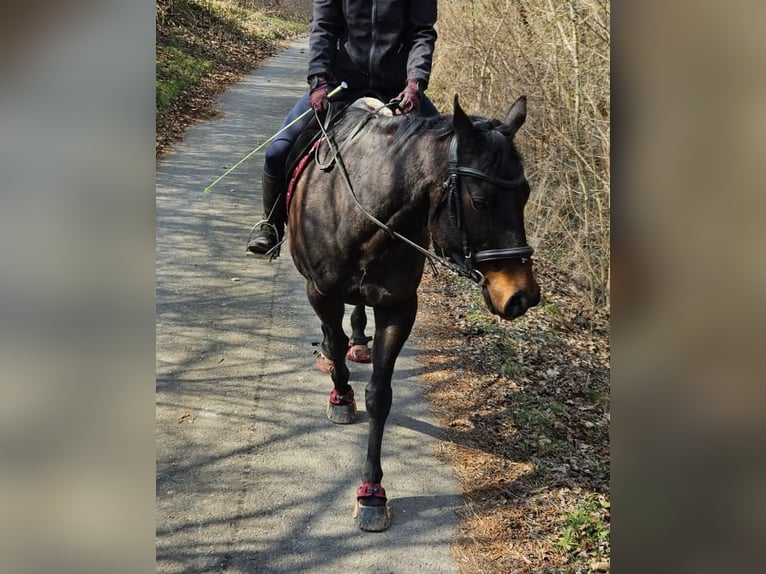 Altri purosangue Castrone 16 Anni 155 cm Baio in Auma-Weidatal