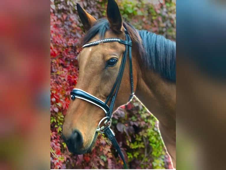 Altri purosangue Castrone 17 Anni 158 cm Baio scuro in Aerzen