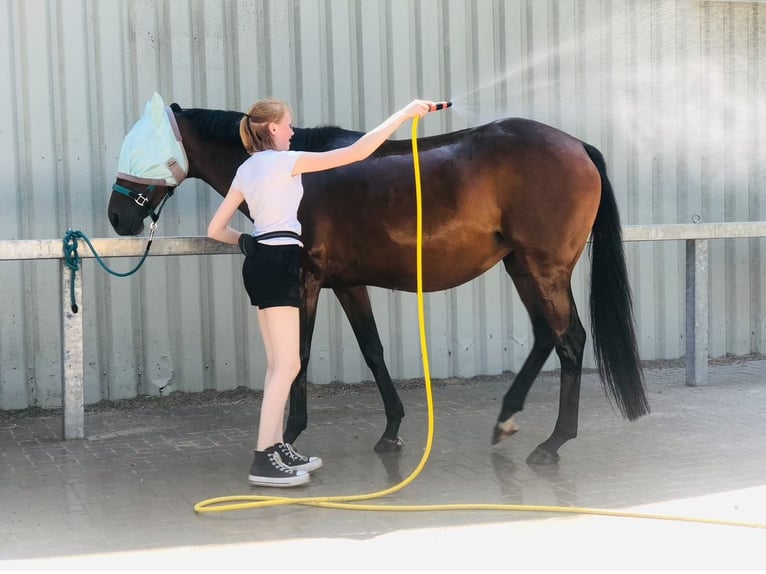 Altri purosangue Castrone 17 Anni 158 cm Baio scuro in Aerzen