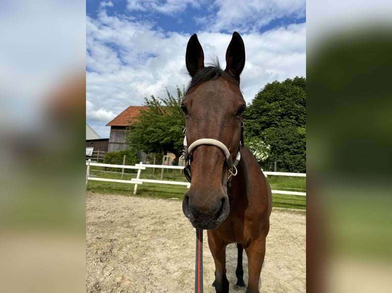 Altri purosangue Castrone 17 Anni 165 cm Baio in Alsfeld