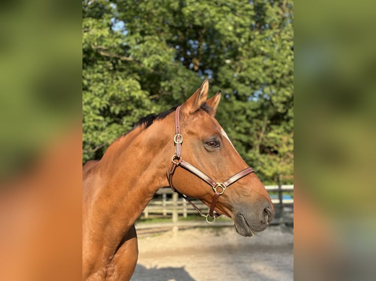 Altri purosangue Castrone 18 Anni 158 cm Baio chiaro in Aachen