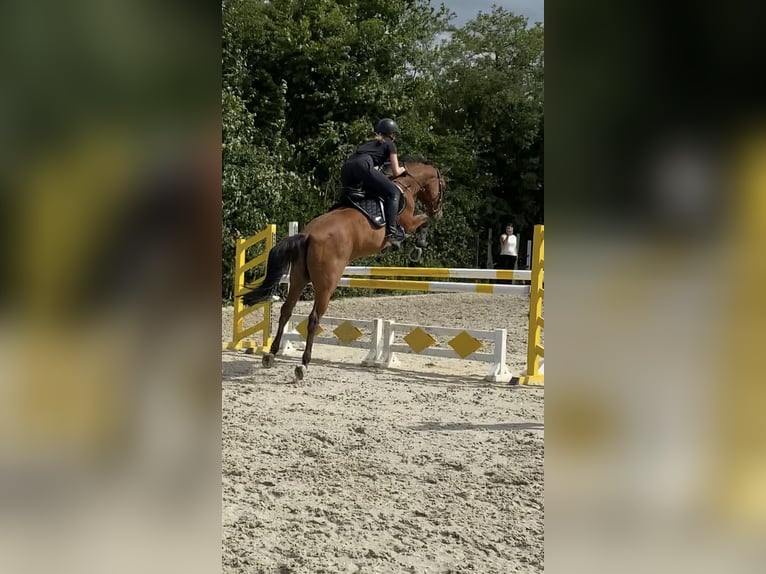 Altri purosangue Castrone 18 Anni 158 cm Baio chiaro in Aachen