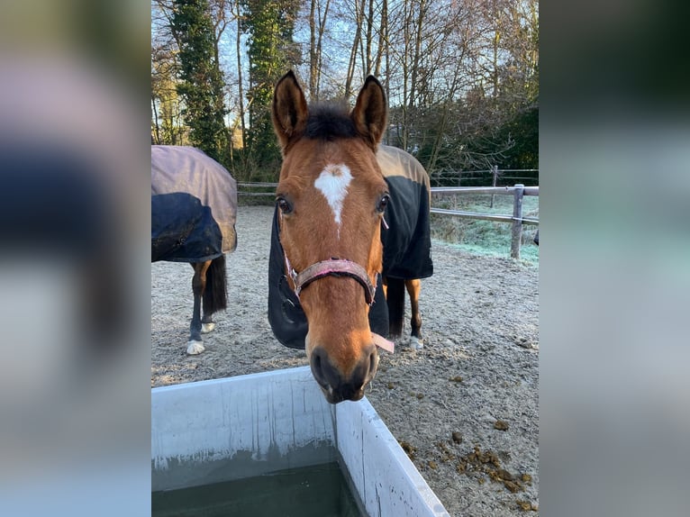 Altri purosangue Castrone 18 Anni 158 cm Baio chiaro in Aachen