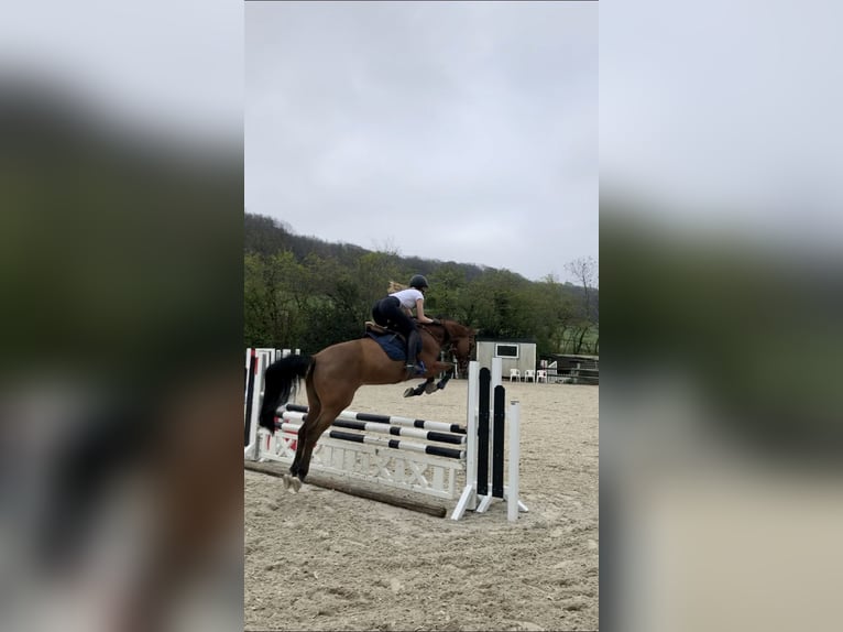 Altri purosangue Castrone 18 Anni 158 cm Baio chiaro in Aachen