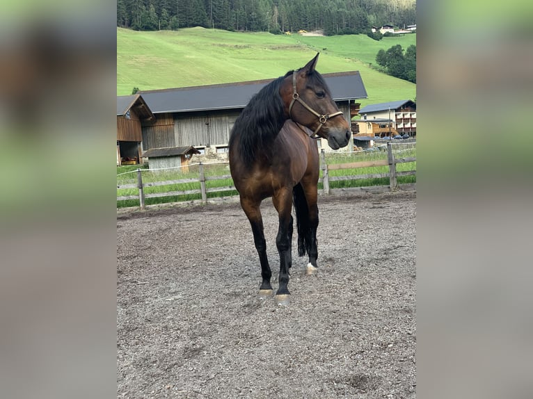 Altri purosangue Castrone 18 Anni  in Matrei