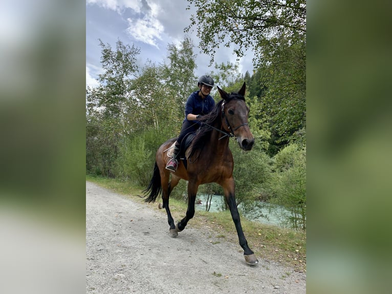 Altri purosangue Castrone 18 Anni  in Matrei