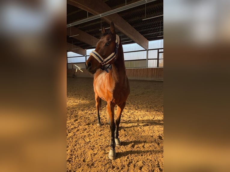 Altri purosangue Castrone 19 Anni 157 cm Baio in Dinkelsbühl