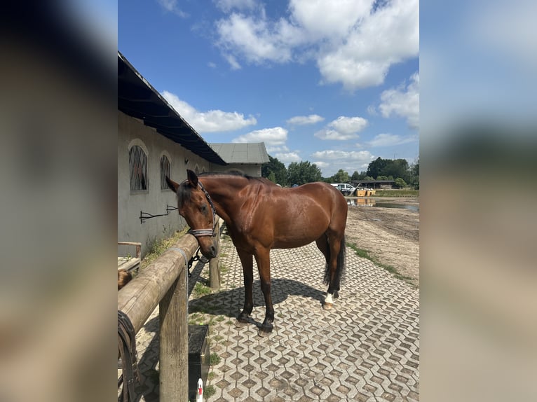 Altri purosangue Castrone 20 Anni 169 cm Baio in Altlandsberg