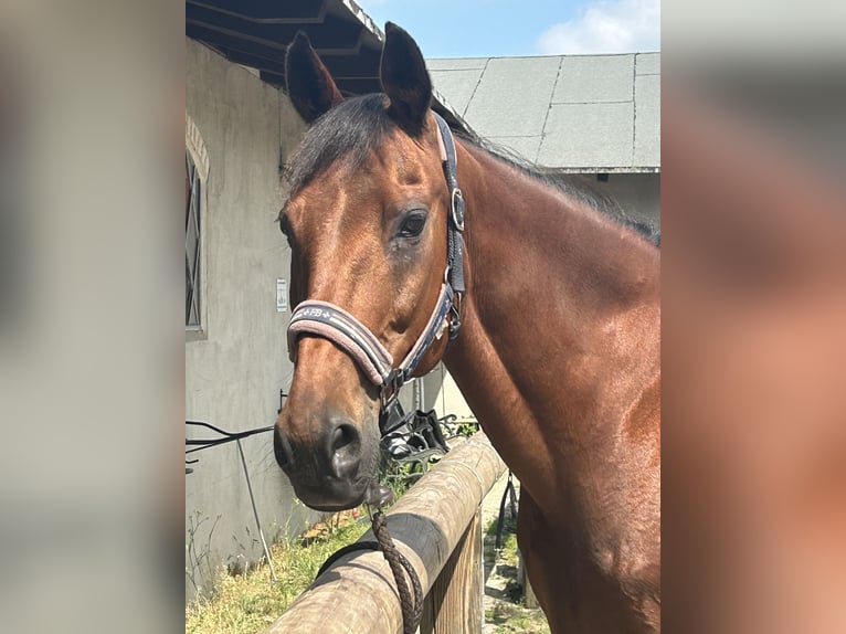 Altri purosangue Castrone 20 Anni 169 cm Baio in Altlandsberg