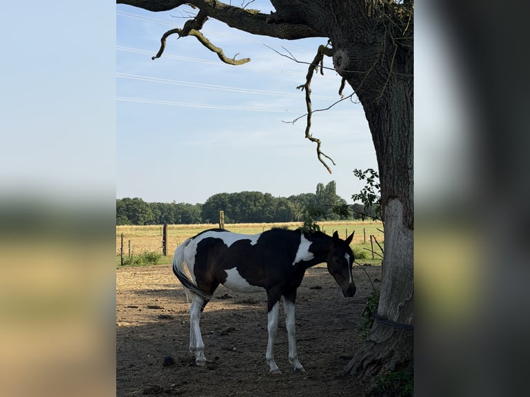 Altri purosangue Castrone 2 Anni 160 cm Overo-tutti i colori in Kempen