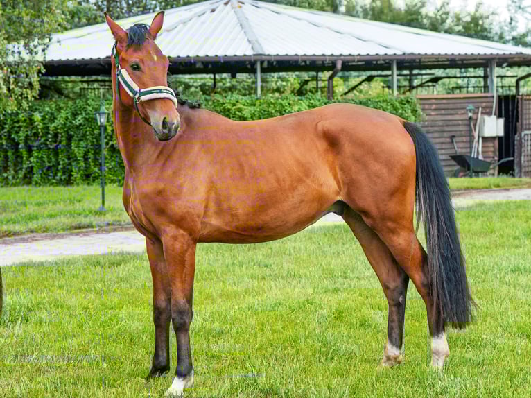 Altri purosangue Castrone 3 Anni 140 cm Baio ciliegia in Stryków