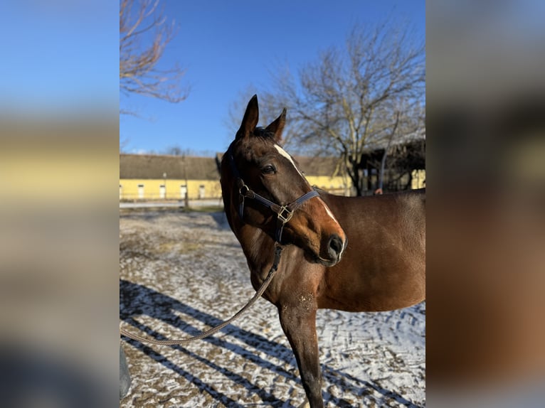 Altri purosangue Castrone 3 Anni 145 cm Baio in Kettlasbrunn