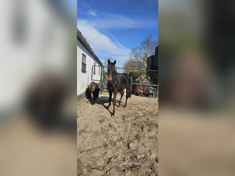 Altri purosangue Castrone 3 Anni 162 cm Baio scuro in Wassenaar
