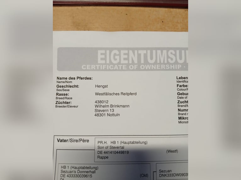 Altri purosangue Castrone 3 Anni 170 cm Sauro in Nettersheim