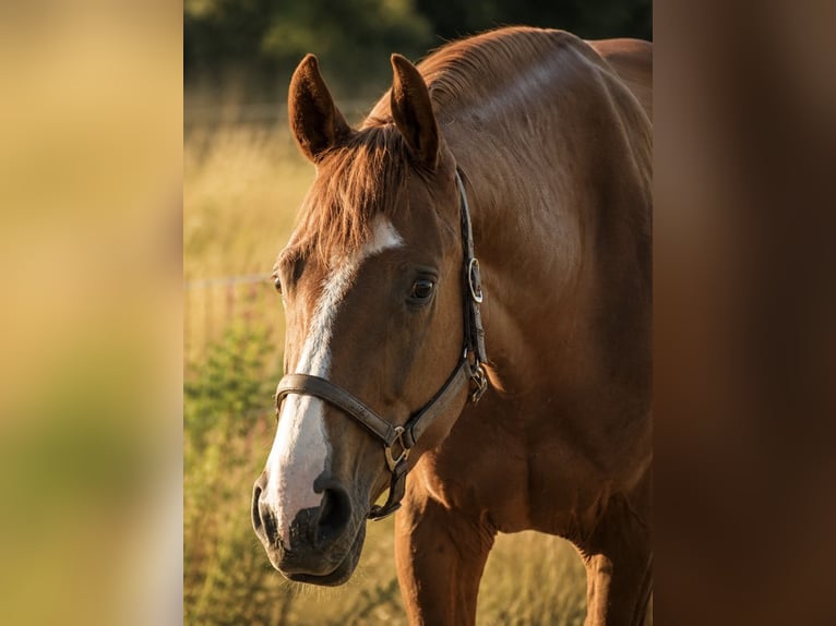 Altri purosangue Castrone 3 Anni 170 cm Sauro in Nettersheim