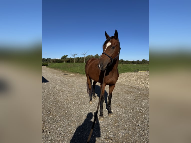 Altri purosangue Castrone 4 Anni 164 cm Baio in Saint Symphorien d&#8217;ozon