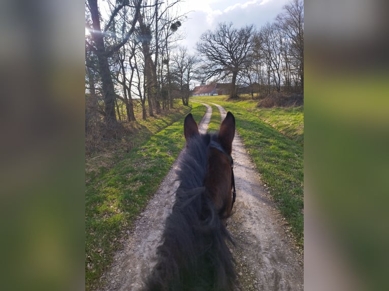 Altri purosangue Castrone 5 Anni 163 cm Baio in Bouzy-la-For&#xEA;t